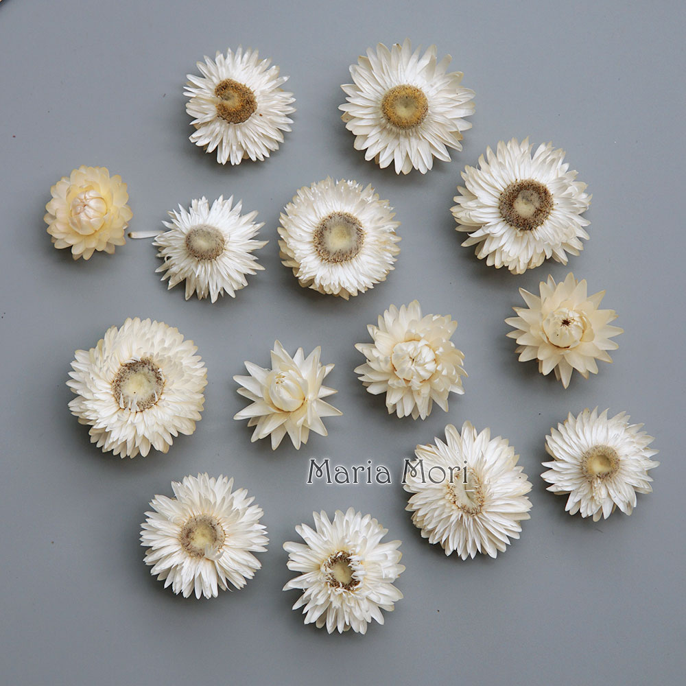 Natural Dried Colorful Chrysan - Baby Product 评论和价格