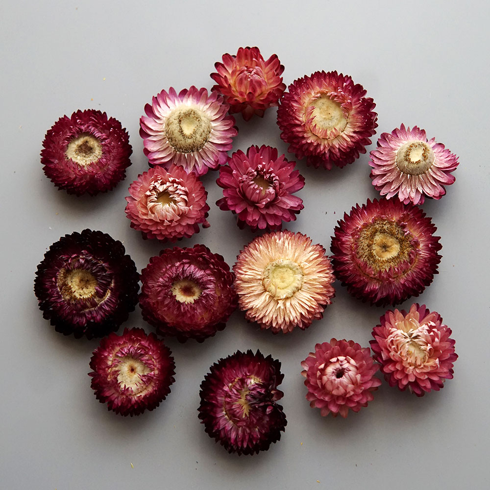 Natural Dried Colorful Chrysan - Baby Product 评论和价格