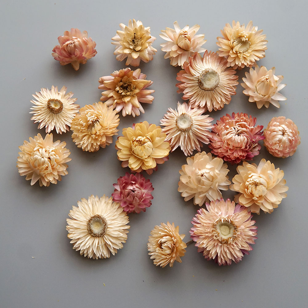 Natural Dried Colorful Chrysan - Baby Product 评论和价格